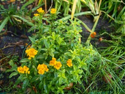 (0.7) Website_Herbst-Gewürztagetes.JPG