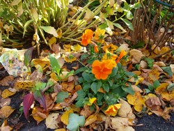 (0.8) Website_Herbst_Einführtext_Stiefmütterchen im November.JPG