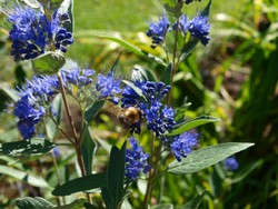 (1) Website_Herbst_Einführtext_Bartblume.JPG