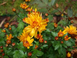 (10) Website_Herbst_Einführtext_Herbst-Chrysantheme.JPG