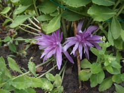 (11) Website_Herbst_Einführtext_Herbstzeitlose.JPG