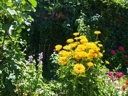 (12) Website_Herbst_Einführtext_Mädchenauge.JPG