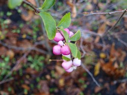 (13) Website_Herbst_Einführtext_Schneebeere.JPG