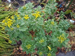 (14) Website_Herbst_Einführtext_Silberrand-Chrysantheme.JPG