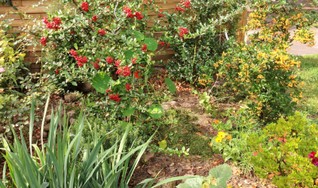 (2) Website_Herbst_Einführtext_Berberitze.JPG