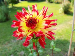 (3) Website_Herbst_Einführtext_Dahlie.JPG