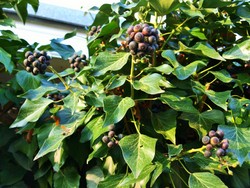 (4) Website_Herbst_Einführtext_Efeu.JPG