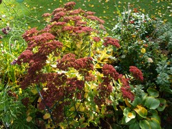 (5) Website_Herbst_Einführtext_Fetthenne.JPG