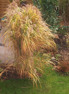 (6) Website_Herbst_Einführtext_Gras.JPG