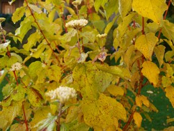 (7) Website_Herbst_Einführungstext_Hartriegel.JPG