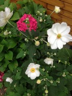 (8) Website_Herbst_Einführungstext_Herbstanemone.JPG