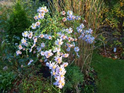 (9) Website_Herbst_Einführtext_Herbstaster.JPG