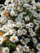 (9.1) Website_Herbst_Einführtext_Herbstaster.jpg