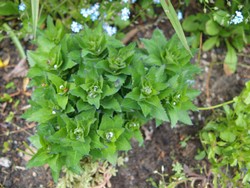 (1) Website_Sommer_Ballonblüte_Austrieb.JPG