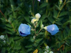 (2) Website_Sommer_Ballonblume_Knospen aufbrechend.JPG