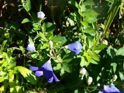 (3) Website_Sommmer_Ballonblume_knospig.JPG