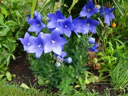 (4) Website_Sommer_Ballonblume_Blüten und Knospen.JPG