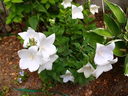 (5) Website_Sommer_Ballonblume_weiß erblüht.JPG