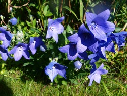 (6) Website_Sommer_Ballonblume_Blüten und Knospen.JPG