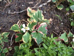 (1) Website_Sommer_Bodendecker_Buntblatt zweijährig.JPG