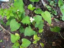 (2) Website_Sommer_Bodendecker_Buntblatt einjährig.JPG