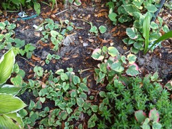 (3) Website_Sommer_Bodendecker_Buntblatt Blattstreuer.JPG