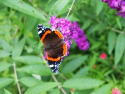 (1) Website_Sommer_Buddleja mit Admiral.JPG