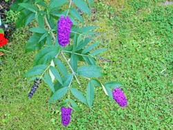 (2) Website_Sommer_Buddleja_Rispen.JPG