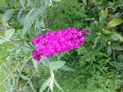 (3) Website_Sommer_Buddleja_Rispe erblüht.JPG