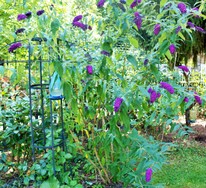 (4) Website_Sommer_Buddleja_Strauch.JPG