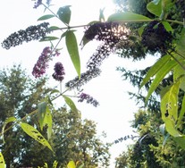 (6) Website_Sommer_Buddleja_Rispen am Abblühen.JPG