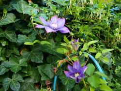 (1) Website_Sommer_Clematis_Perle-d-Azur.JPG