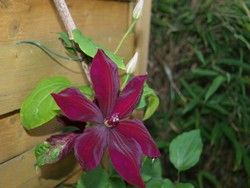 (10) Website_Sommer_Clematis_Hybrid Mdm Grange.JPG