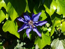 (2) Website_Sommer_Clematis Hybrid President.JPG