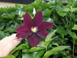 (3) Website_Sommer_Clematis_Hybrid Niob_Juni-Sept.JPG