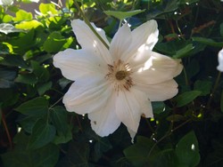 (4) Website_Sommer_Clematis Hybrid GJackmann.JPG