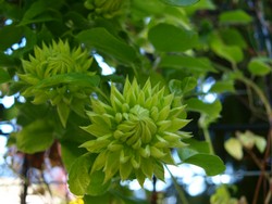 (5) Website_Sommer_Clematis_Hybrid Duchess-of-Edinburgh_April20.JPG