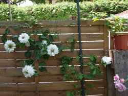 (6) Website_Sommer_Clematis_Hybrid Duchess-of-Edinburgh.JPG