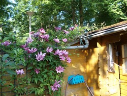 (7) Website_Sommer_Clematis_Hybrid Boulevard-OohLaLa_Juni19_7.JPG