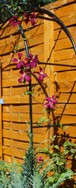 (8) Website_Sommer_Clematis_Viticella Mdm-Julia-Corevon.JPG