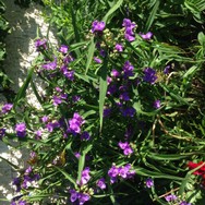 (1) Website_Sommer_Dreimasterblume.JPG