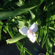 (2) Website_Sommer_Dreimasterblume_weiße Blüte.JPG