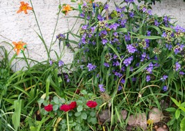 (4) Website_Sommer_Dreimasterblume mit Taglilien und Rose.JPG