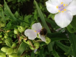 (5) Website_Sommer_Dreimasterblume mit Hummel.JPG