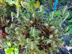 Website_Sommer_Farne_Aufrollen (1).JPG