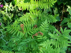 Website_Sommer_Farne_Königsfarn (4).JPG