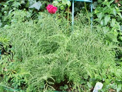 Website_Sommer_Farne_Schellenbaum-Wurmfarn (5).JPG