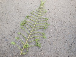 Website_Sommer_Farne_Schellenbaum-Wurmfarn_Wedel (6).JPG