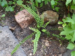 Website_Sommer_Farne_Schriftfarn_Feuchtboden (7).JPG