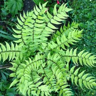 Website_Sommer_Farne_Sichelfarn( 2).JPG